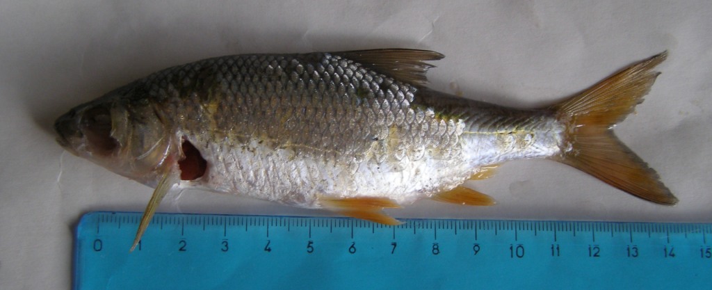 Pesce di lago da identificare