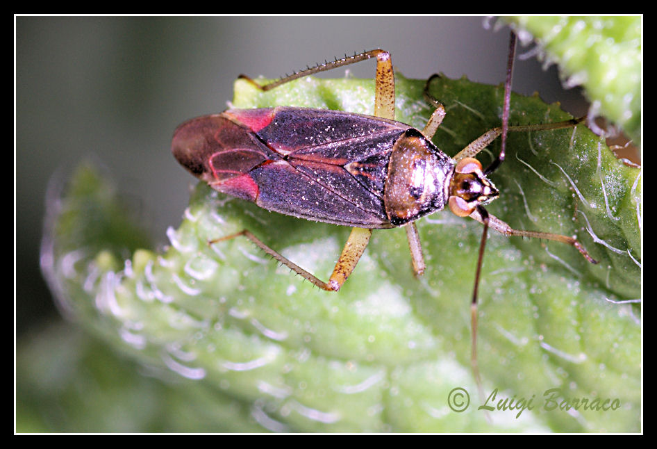 Miridae: Closterotomus trivialis della Sicilia (TP)