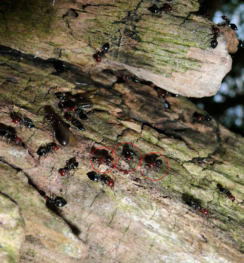 Formiche rosso/nere: Sciamatura Crematogaster scutellaris