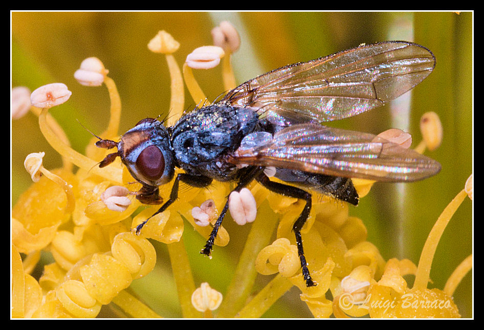 Ulididae vicina al genere Dorycera