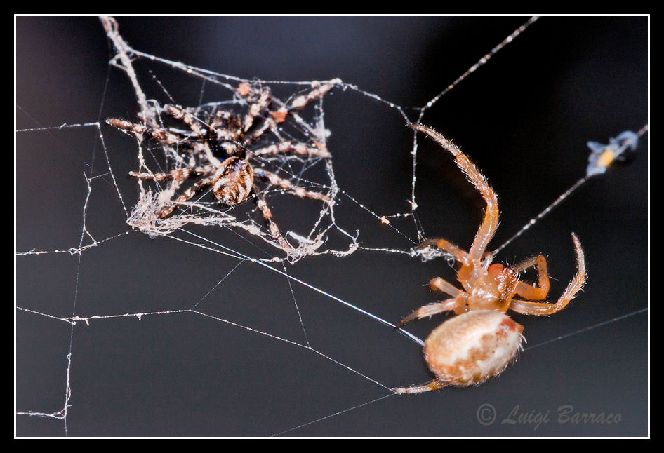 Il cacciatore e il pescatore (Zygiella cattura Salticidae)