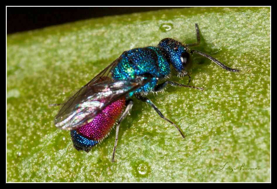 Crisidi: Una ciliegia tira l''altra (Chrysis continentalis ?)