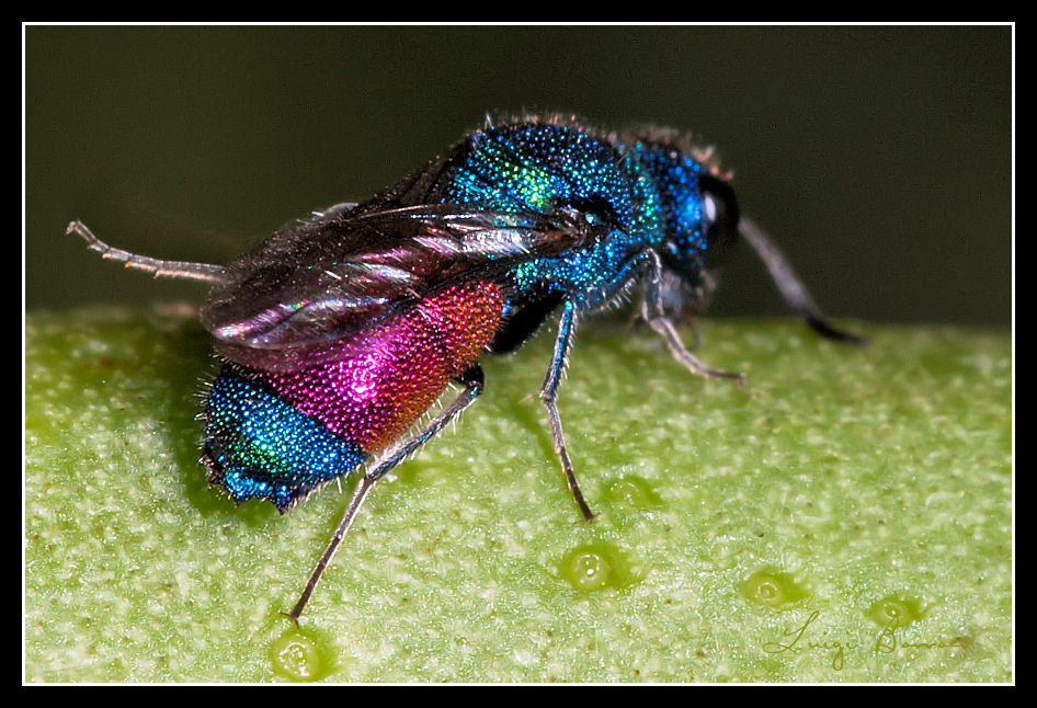 Crisidi: Una ciliegia tira l''altra (Chrysis continentalis ?)