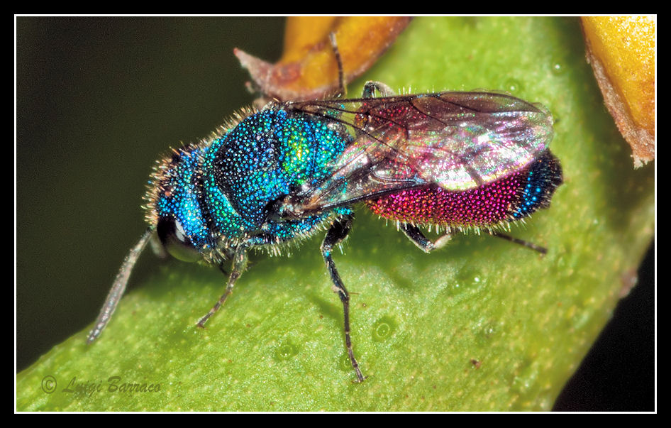 Crisidi: Una ciliegia tira l''altra (Chrysis continentalis ?)