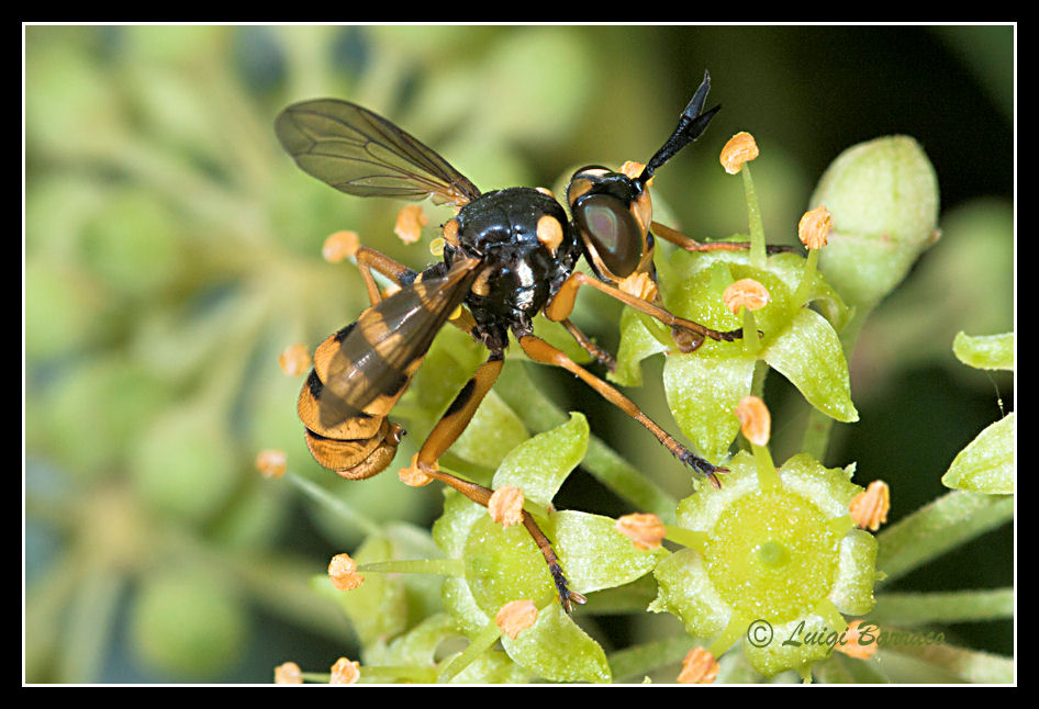 Ceriana... no  Sphiximorpha .... no Conops