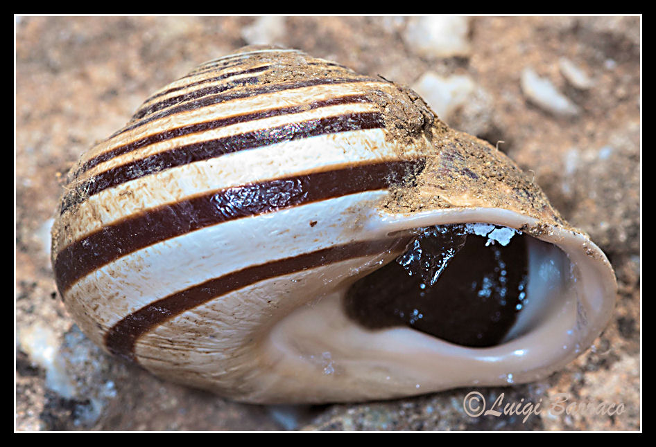 Babbaluciu biancu: Eobania vermiculata