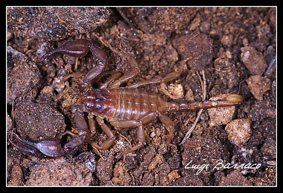 Euscorpius sicanus