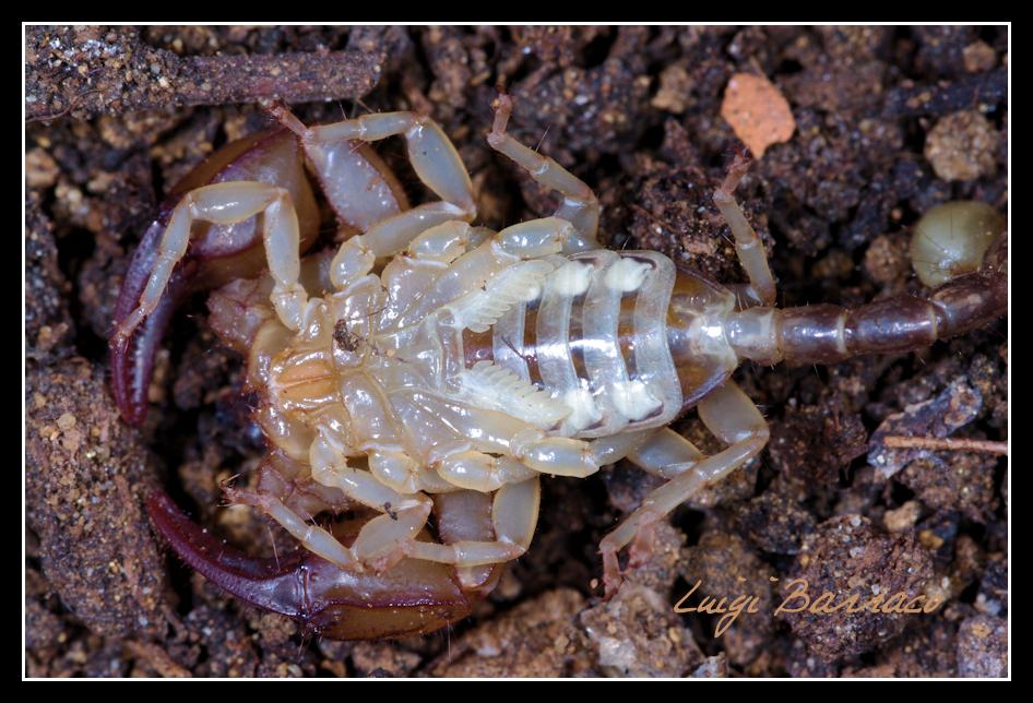 Euscorpius sicanus