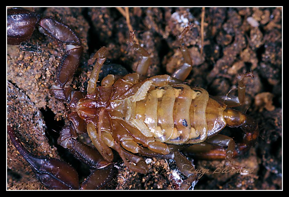 Euscorpius sicanus