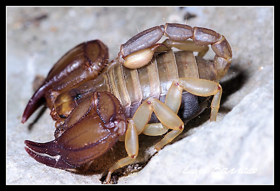 Euscorpius sicanus