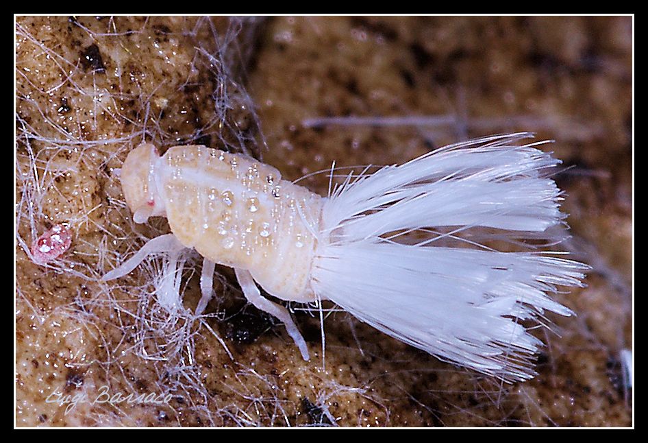 Cixiidae: ninfa di Reptalus sp.