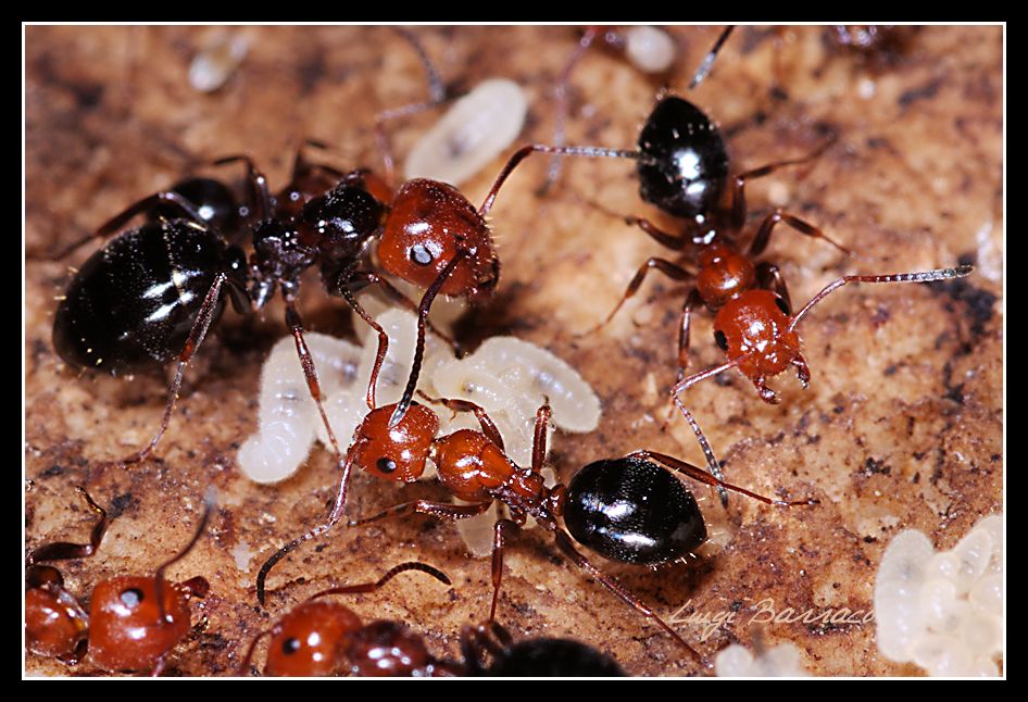 Camponotus sicheli: variabilit