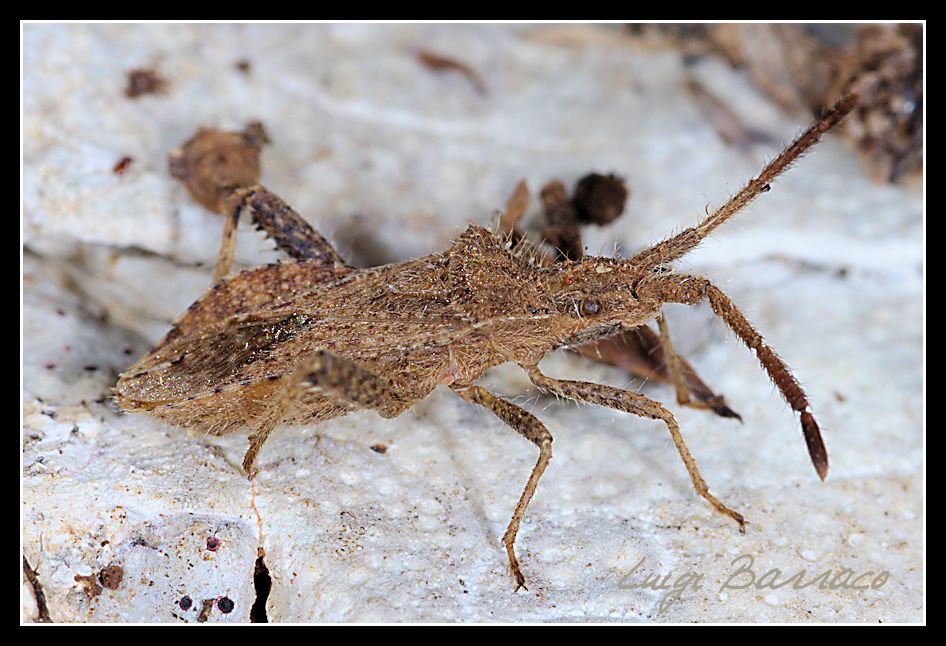 Coriomeris denticulatus?