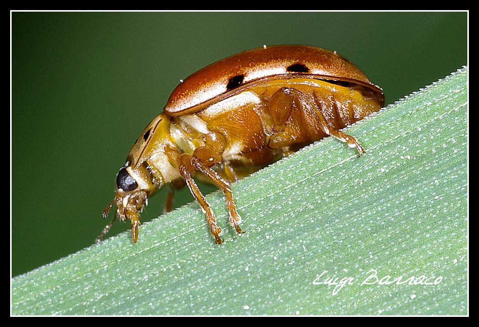 Harmonia quadripunctata