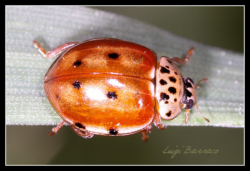 Harmonia quadripunctata