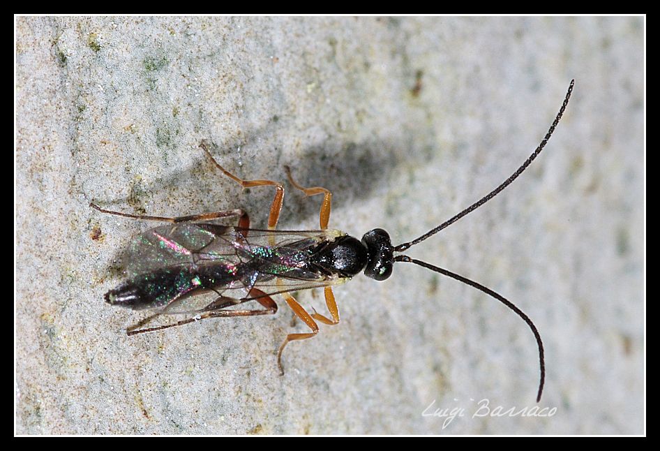 Ichneumonidae Campoplegina: Tromatobia?