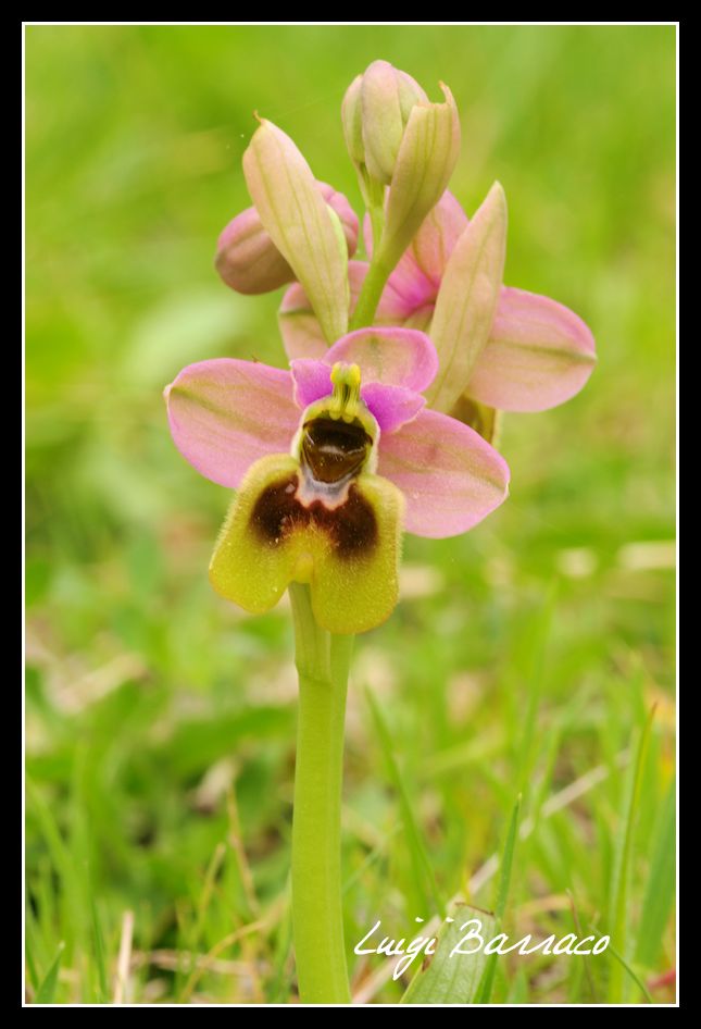 ophrys tenthredinifera?