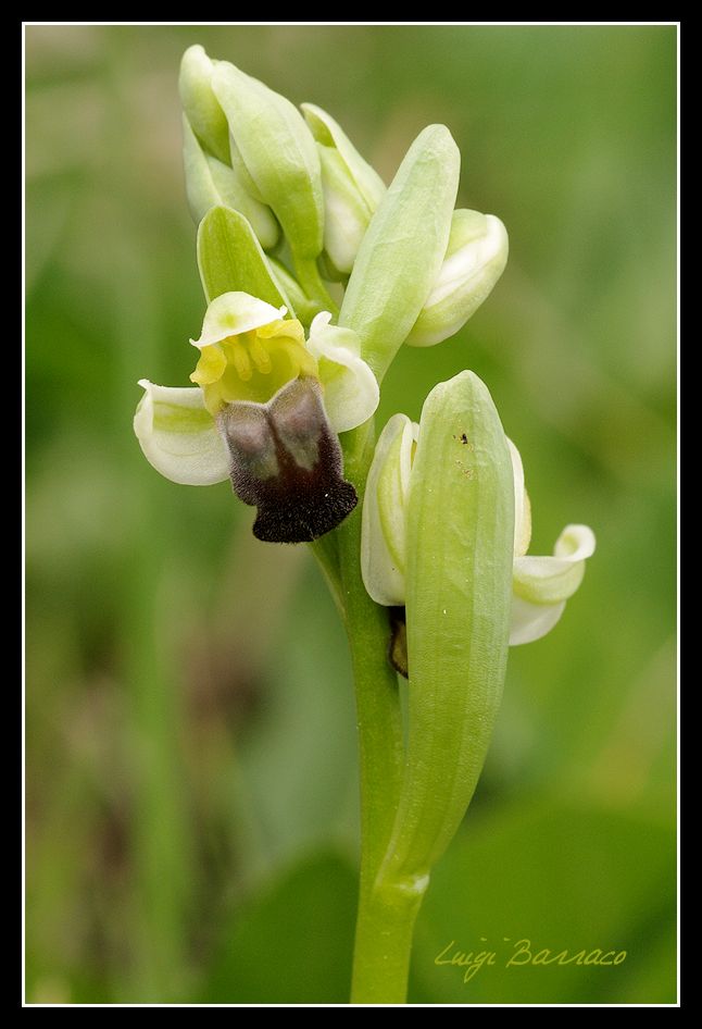 Ophrys pallida