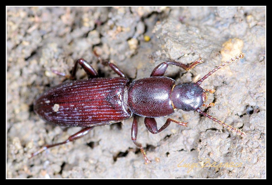 Corticeus ? No, Belopus elongatus