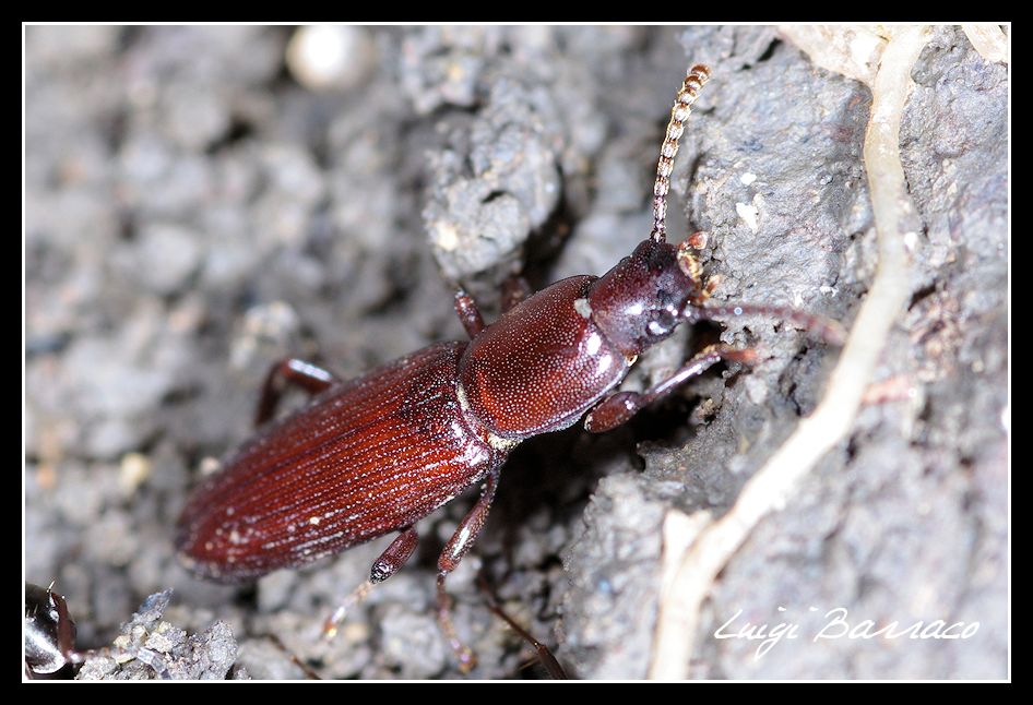 Corticeus ? No, Belopus elongatus