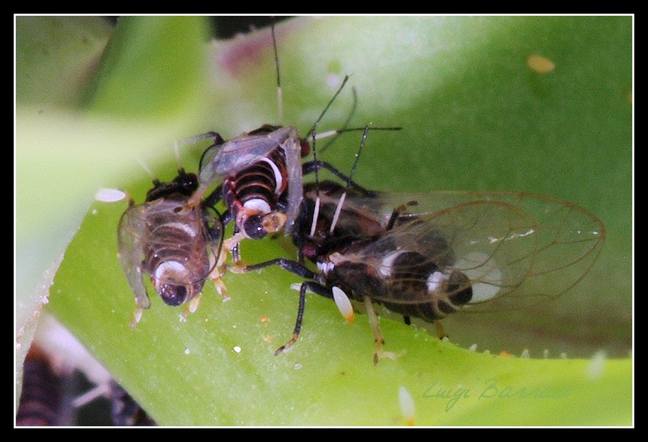 Afide  su valeriana