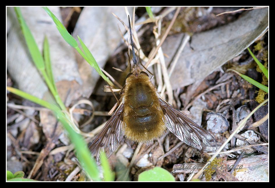 Bombylius discolor?