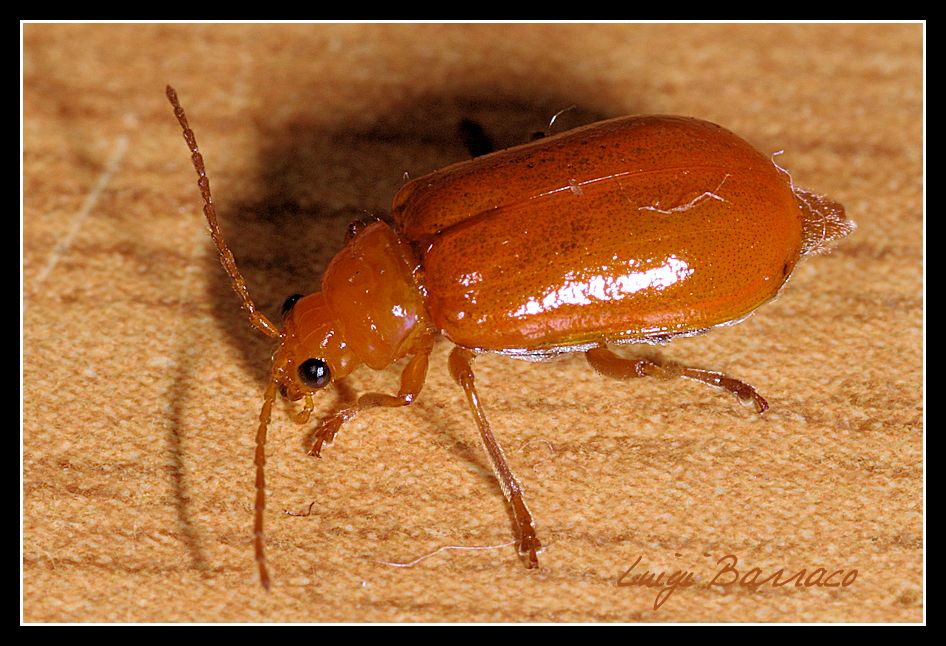 Chrysomelidae ?   S,  Aulacophora foveicollis