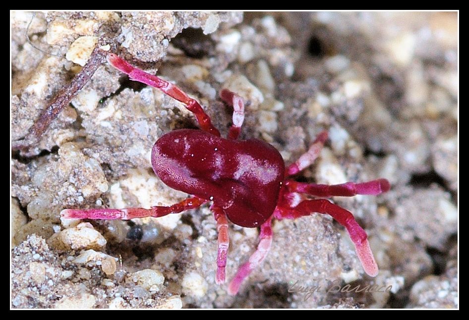 Porporato (Trombidiidae?)