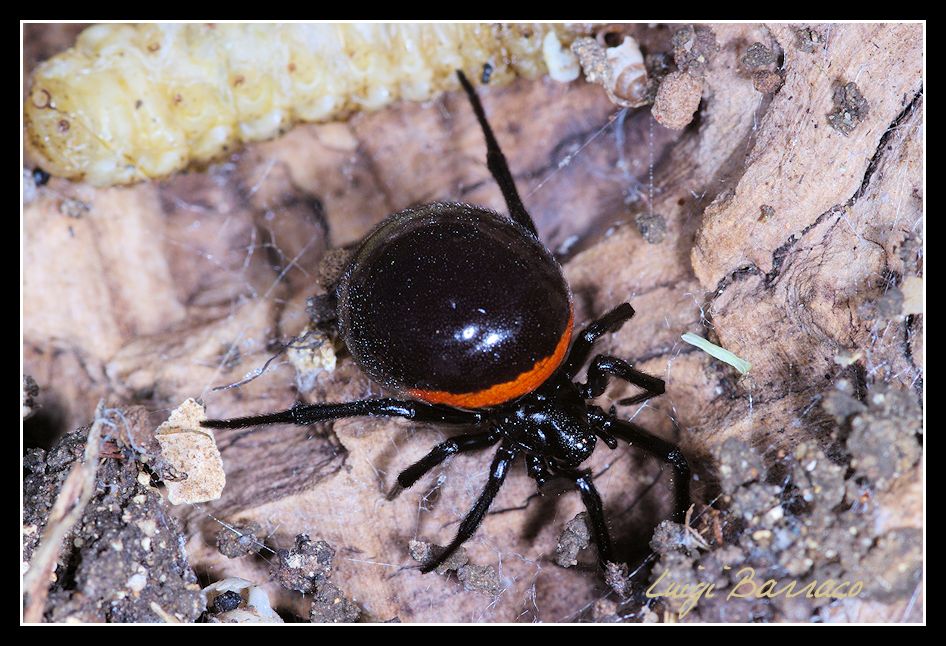 Surrogato - Steatoda paykulliana