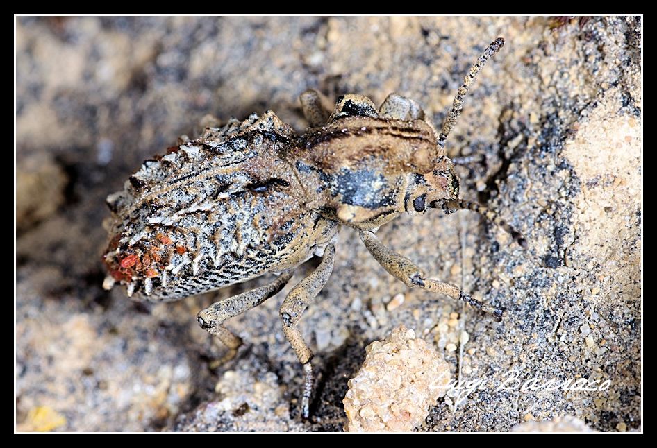 Brachycerus? No Sepidium siculum