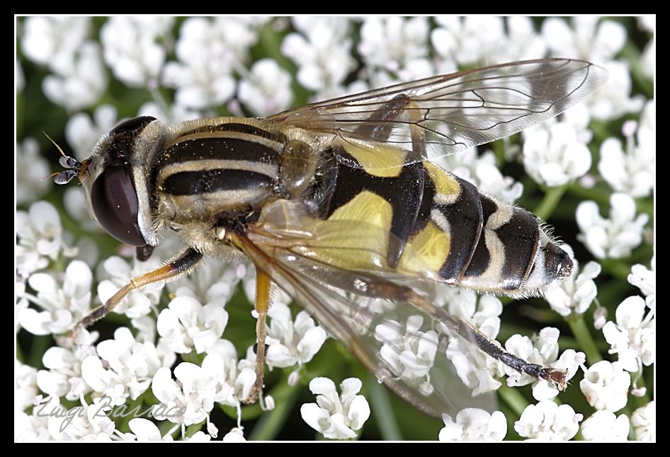 Helophilus trivittatus