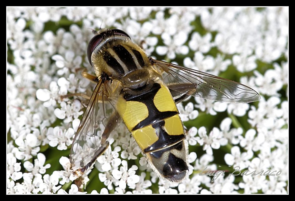 Helophilus trivittatus