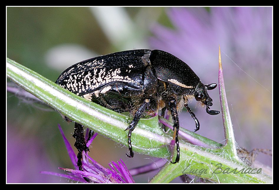 Aethiessa floralis