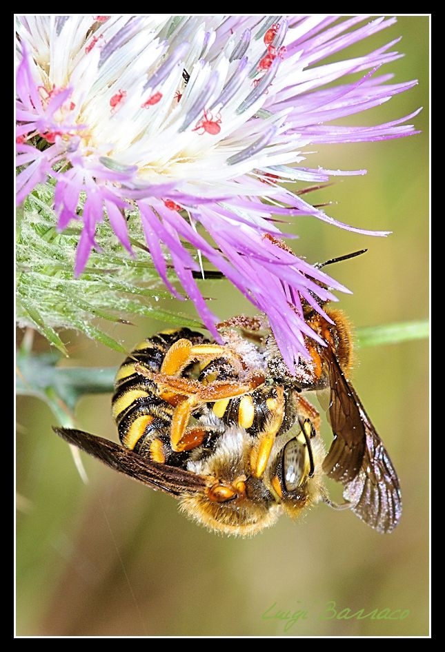 Quasi uno stupro: sesso selvaggio (tra Anthidium  e simili)