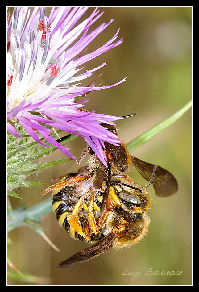 Quasi uno stupro: sesso selvaggio (tra Anthidium  e simili)