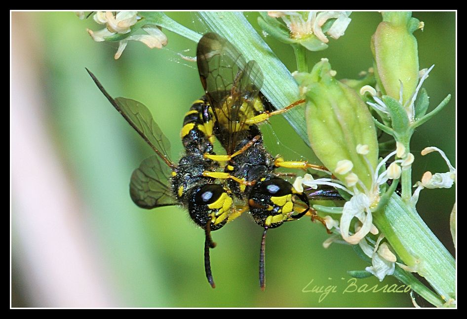 Piccoletti piacevolmente indaffarati (Cerceris sp.)