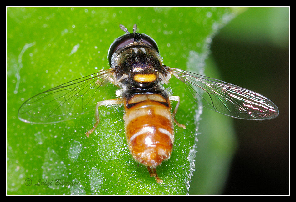 Paragus forse bicolor