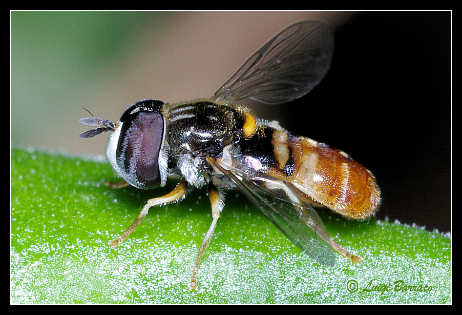 Paragus forse bicolor