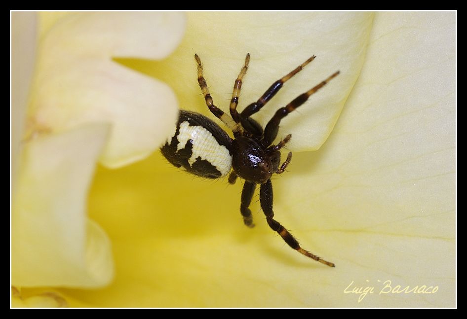 Synema globosum