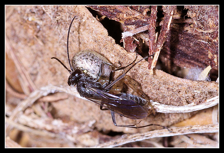 Forzuto Pompilidae con Araneidae (Zygiella?)