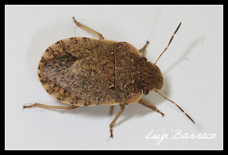 Pentatomidae: Sciocoris cf. sideritidis di Sicilia (TP)