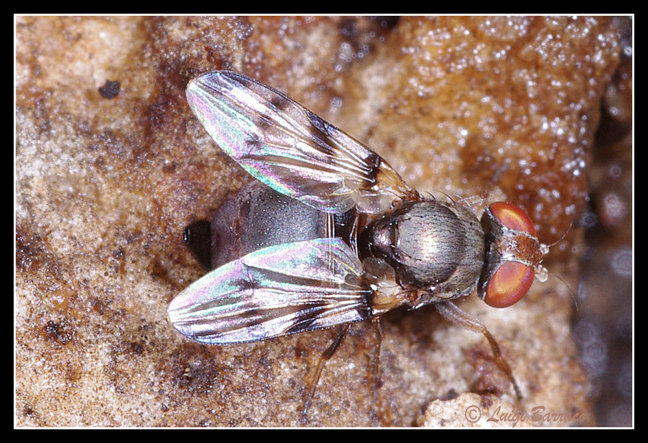 Dittero sbandieratore:Ulidiidae