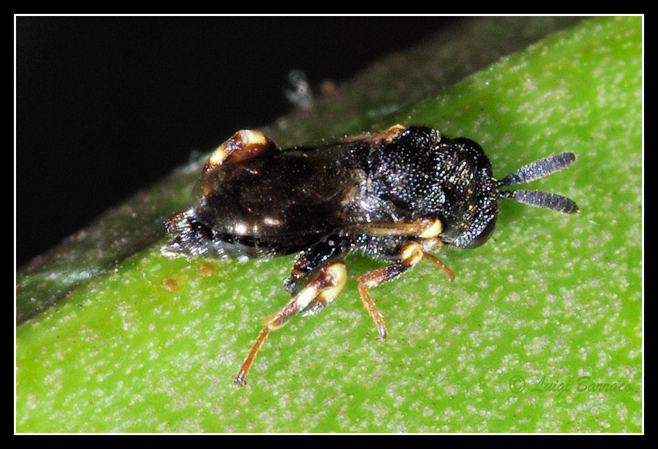 2 Chalcididae e un mini Leucospis