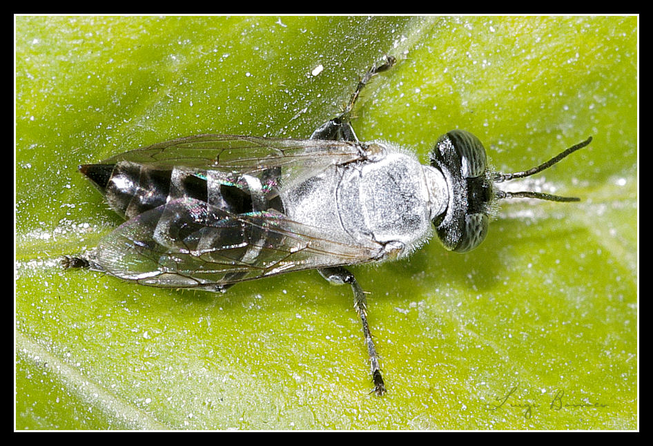 Crabonidae: Tachytes sp. con tomentosit argentea