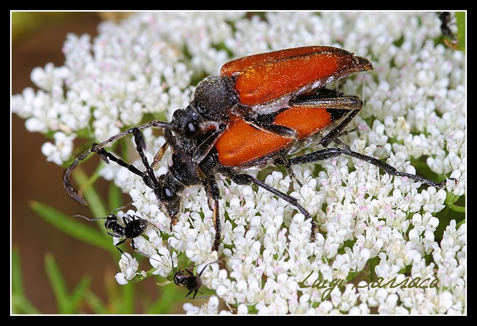 Maschio di Stictoleptura cordigera