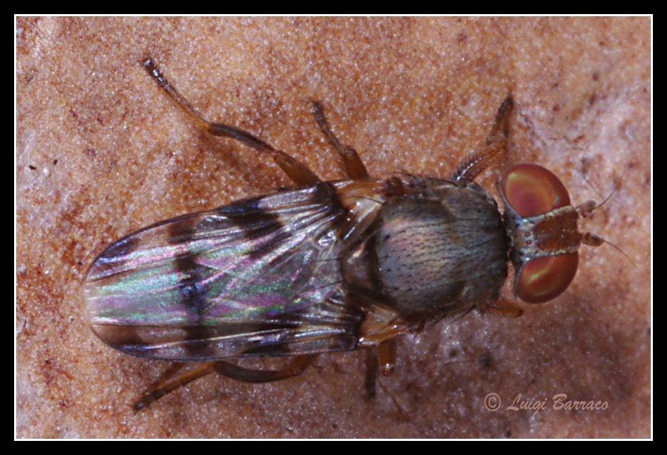 Dittero sbandieratore:Ulidiidae