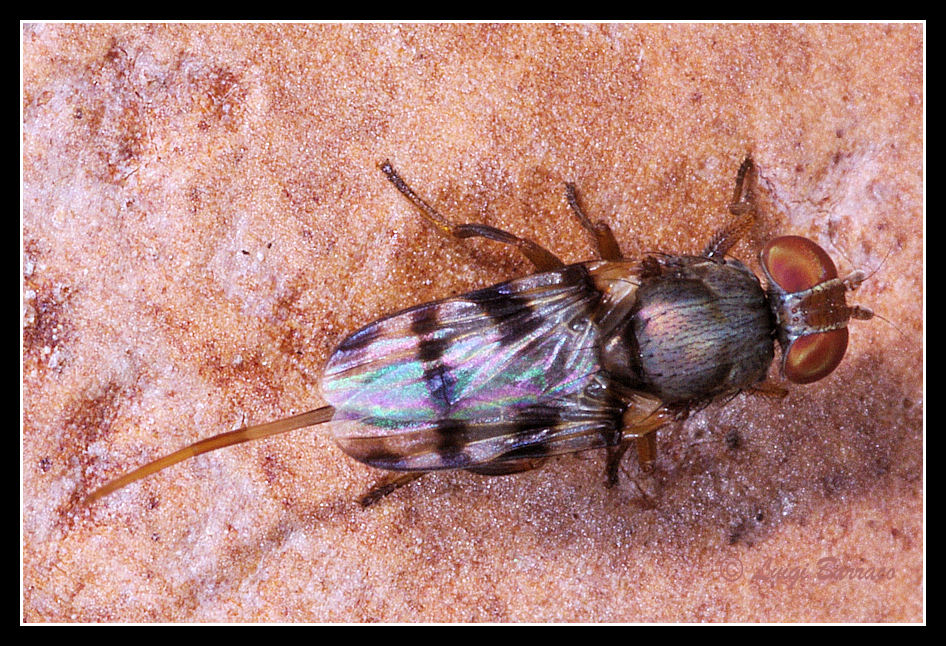 Dittero sbandieratore:Ulidiidae