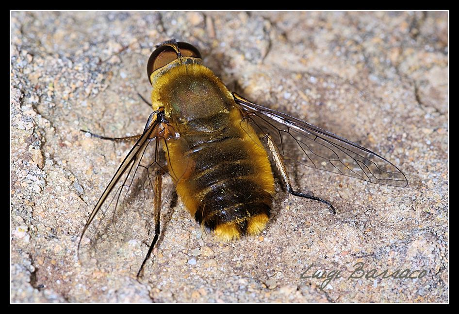 Villa cf. hottentotta ♂ (Bombyliidae)