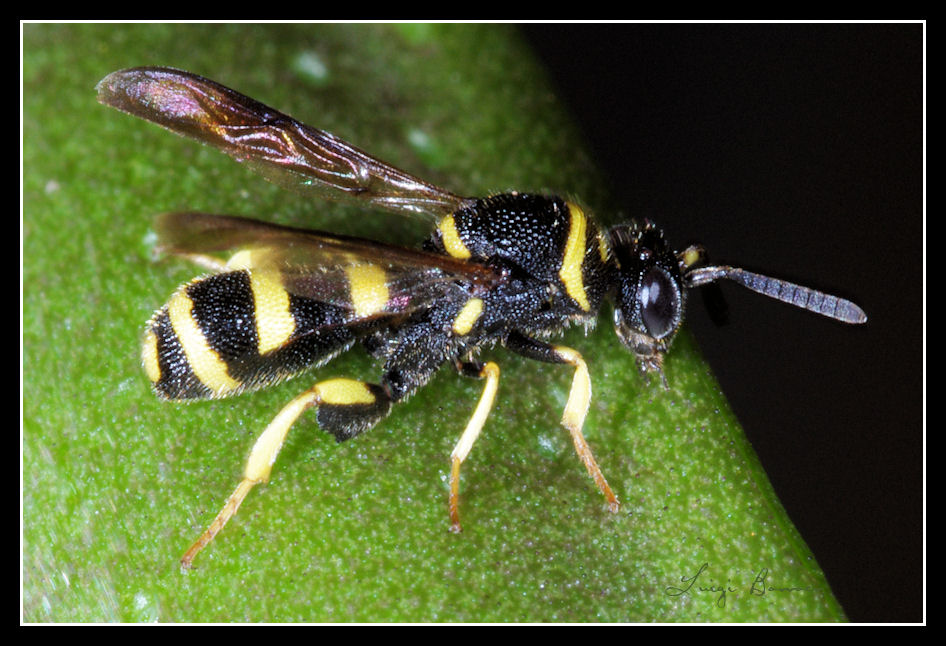 2 Chalcididae e un mini Leucospis