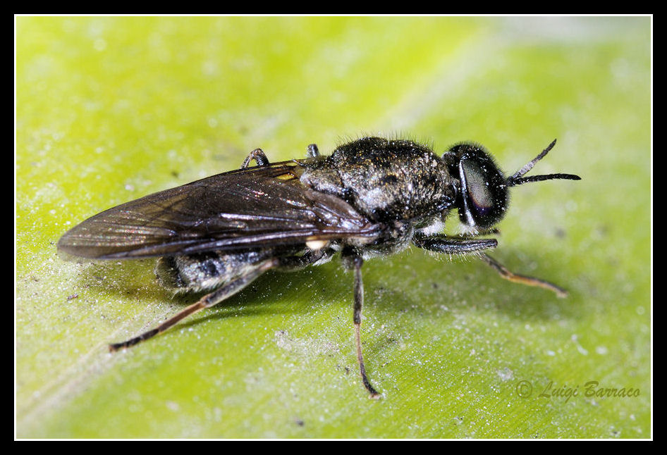 Stratiomyidae?